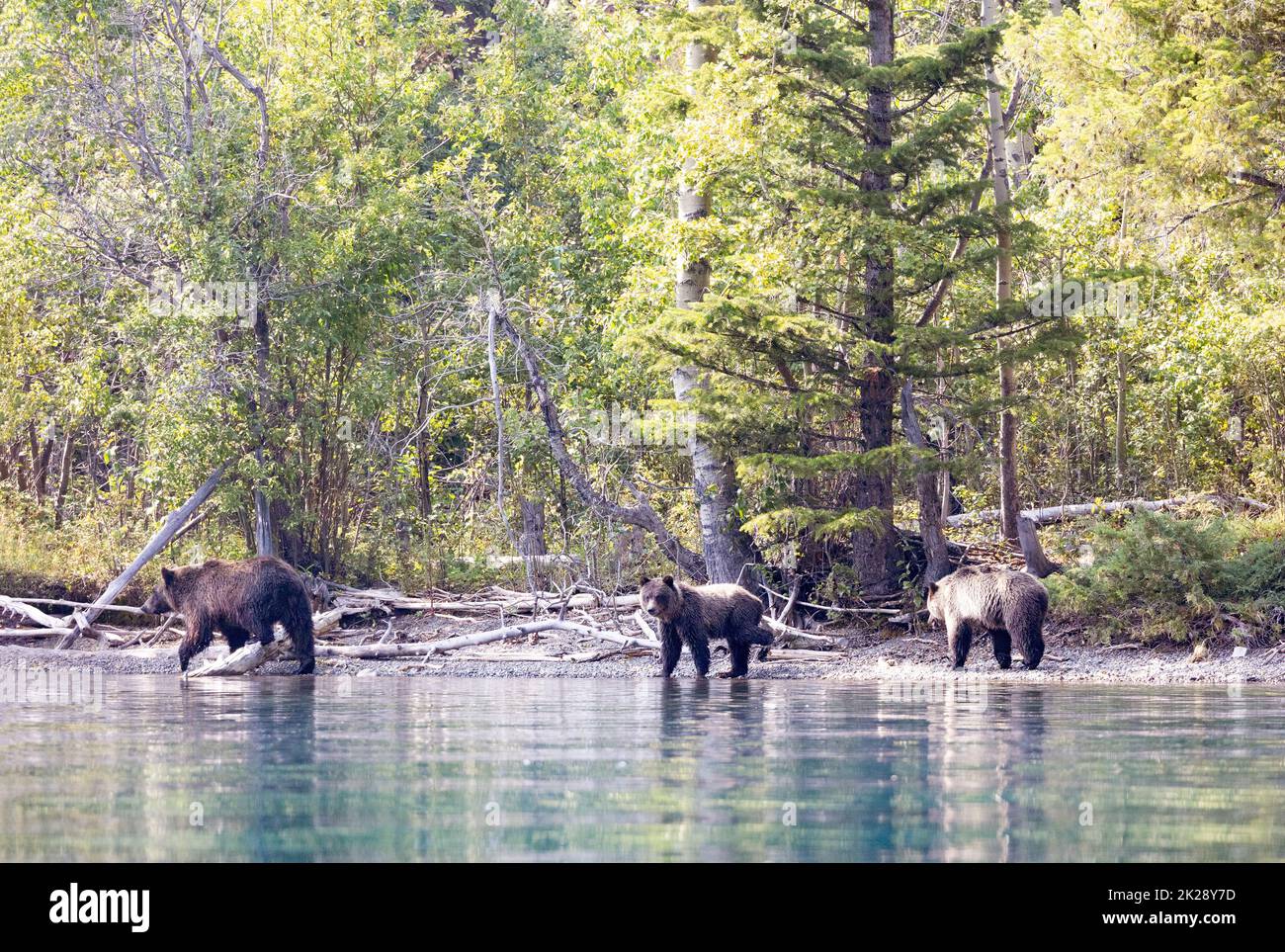 Grizzly Sow and Two Cubs on Shore of River Stock Photo