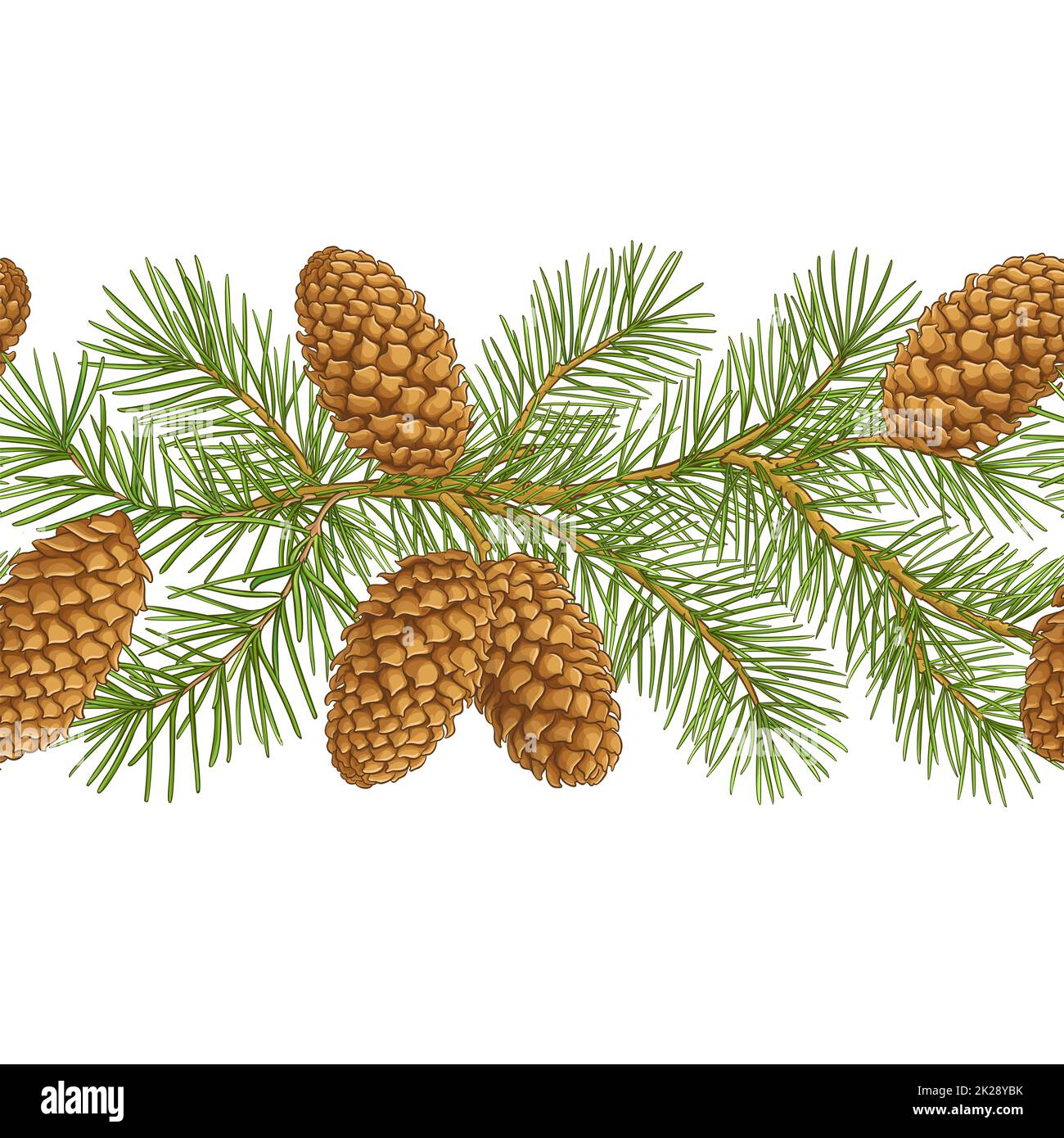 fir tree branches vector pattern on white background Stock Photo