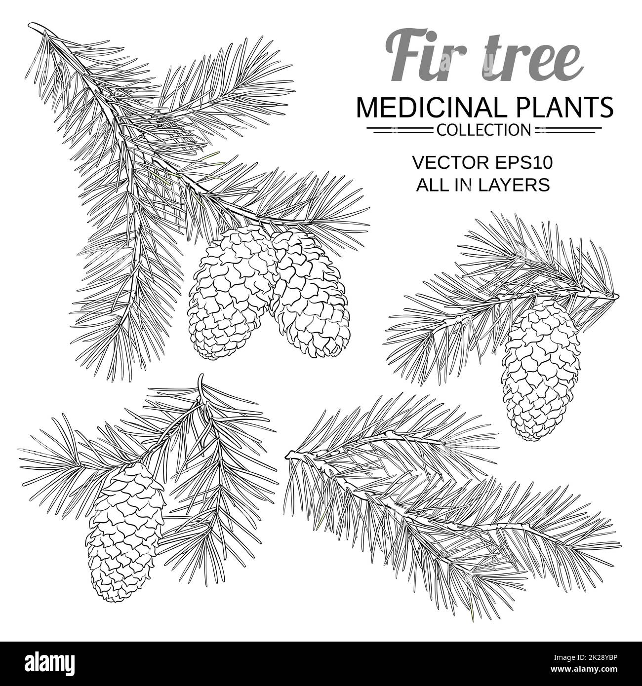 fir tree branches vetor set on white background Stock Photo - Alamy