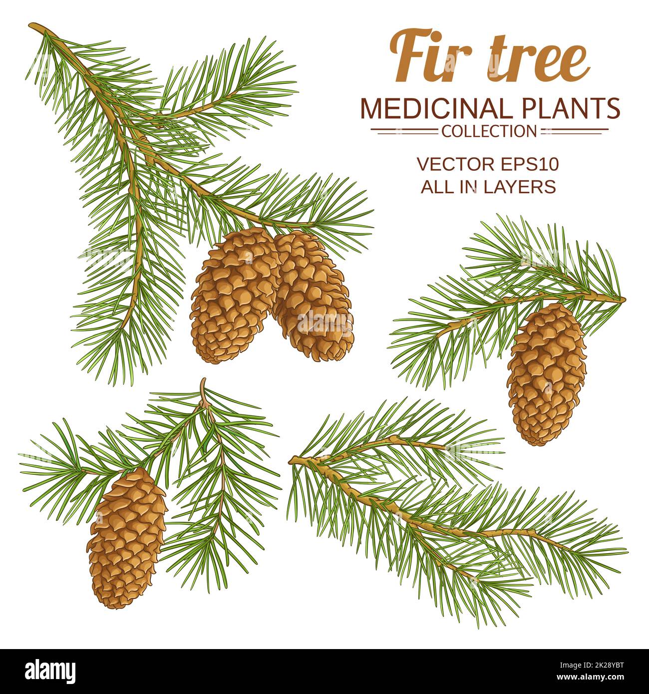 fir tree branches vector set on white background Stock Photo - Alamy