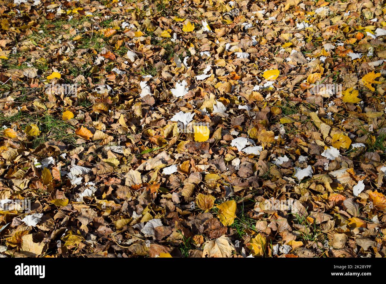 Collection of Beautiful Colorful Autumn Leaves Stock Photo