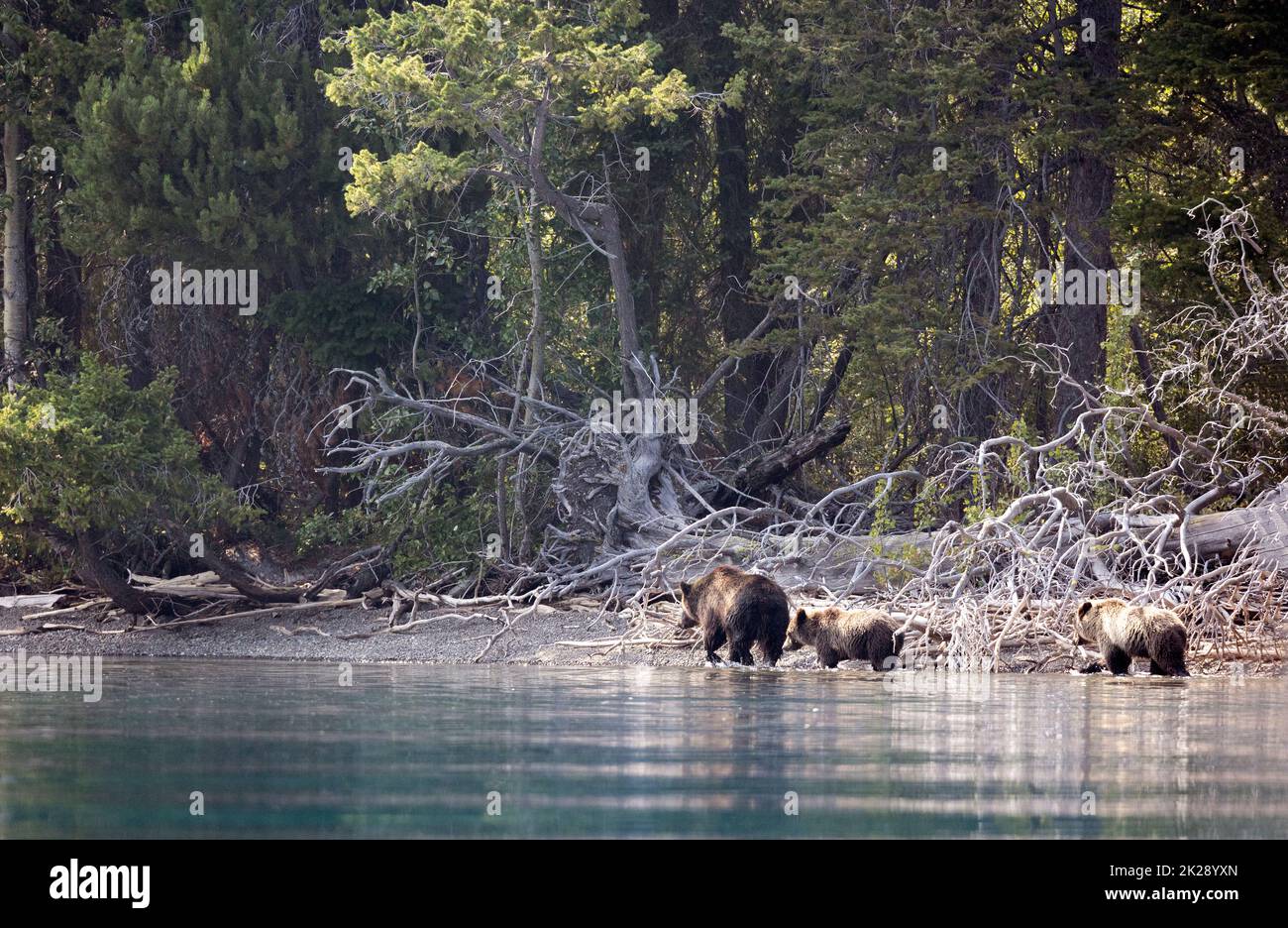 Grizzly Sow and Two Cubs on Shore of River Stock Photo