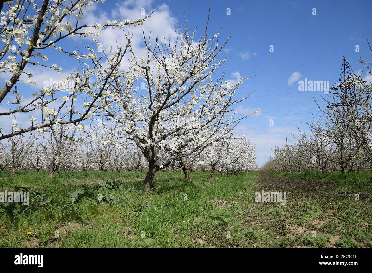 Flowering plum garden Stock Photo Alamy