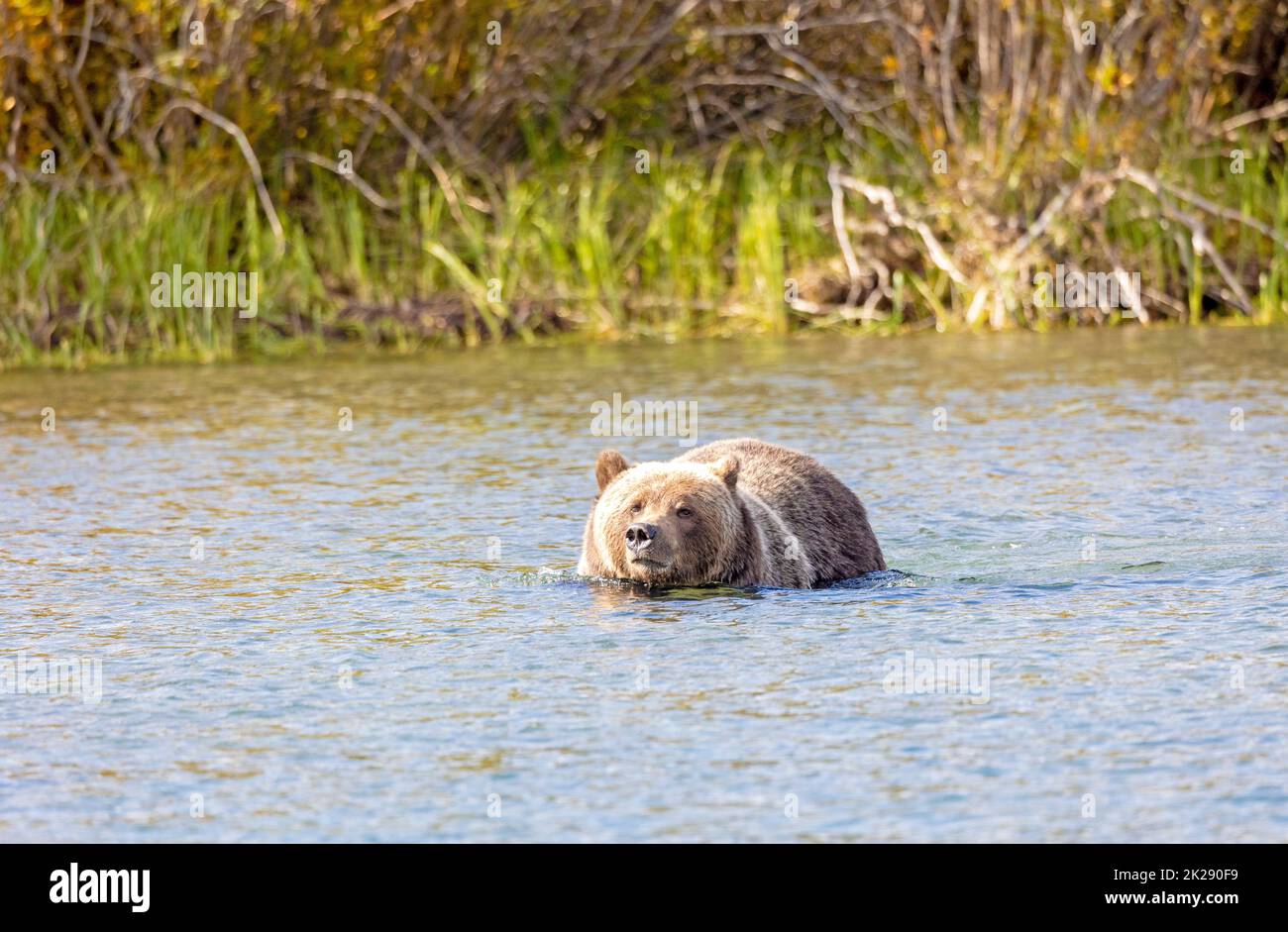 Grizzly Bear Swimming Across Chilko River Stock Photo