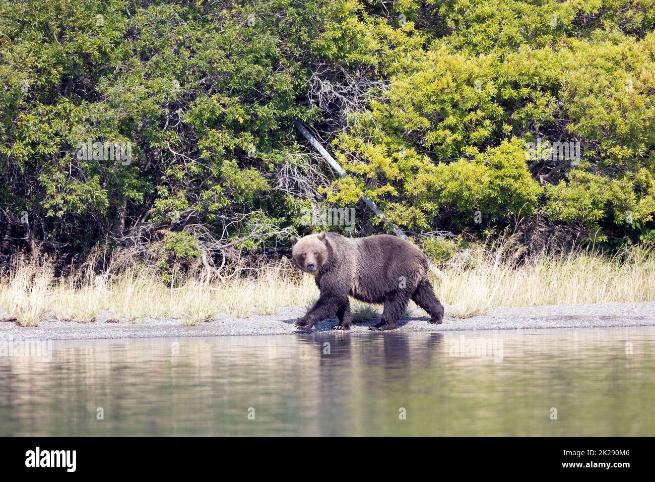 Grizzly Bear Walking Along Shore of Chilko River Stock Photo