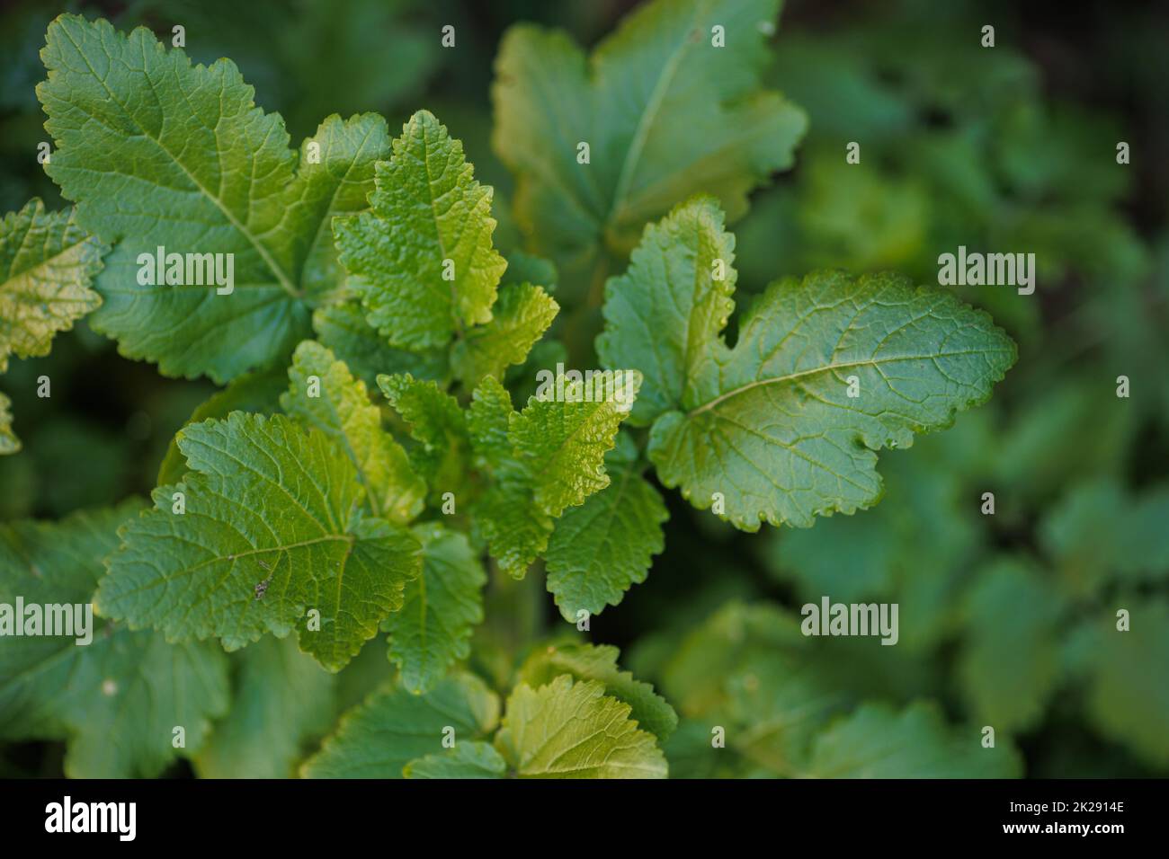 Mustard plant with green leaves in closeup Stock Photo
