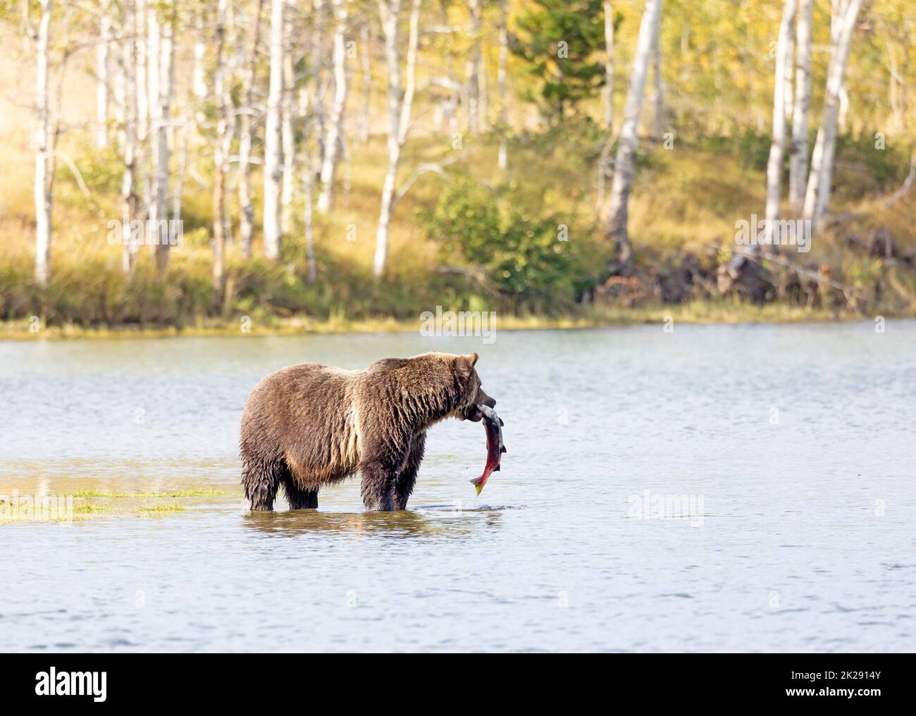 Grizzly Bear Holding Salmon in Chilko River Stock Photo