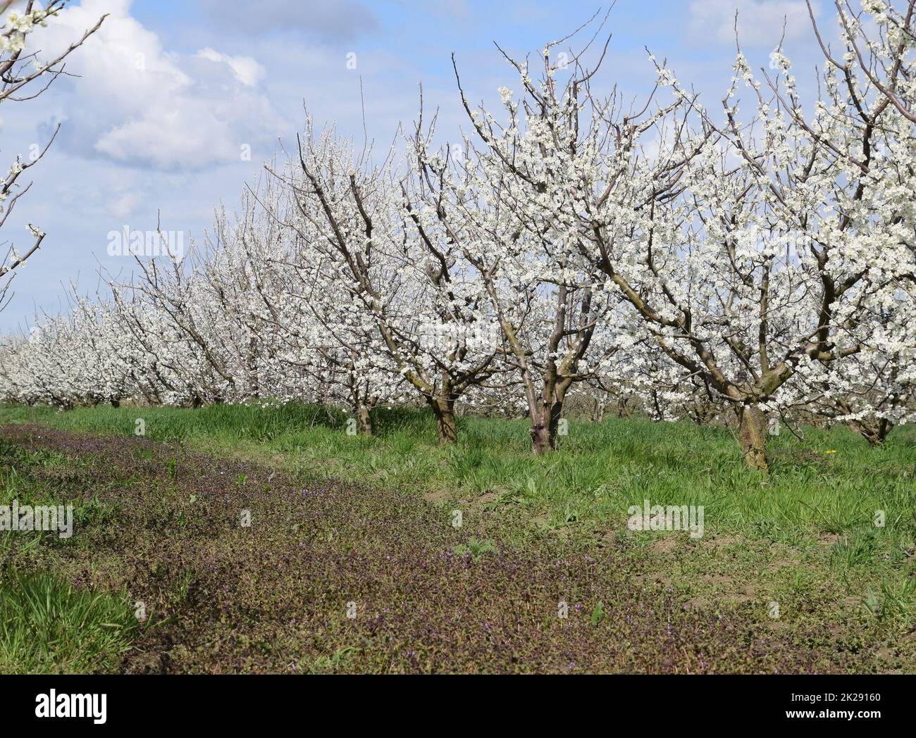 Flowering plum garden Stock Photo Alamy