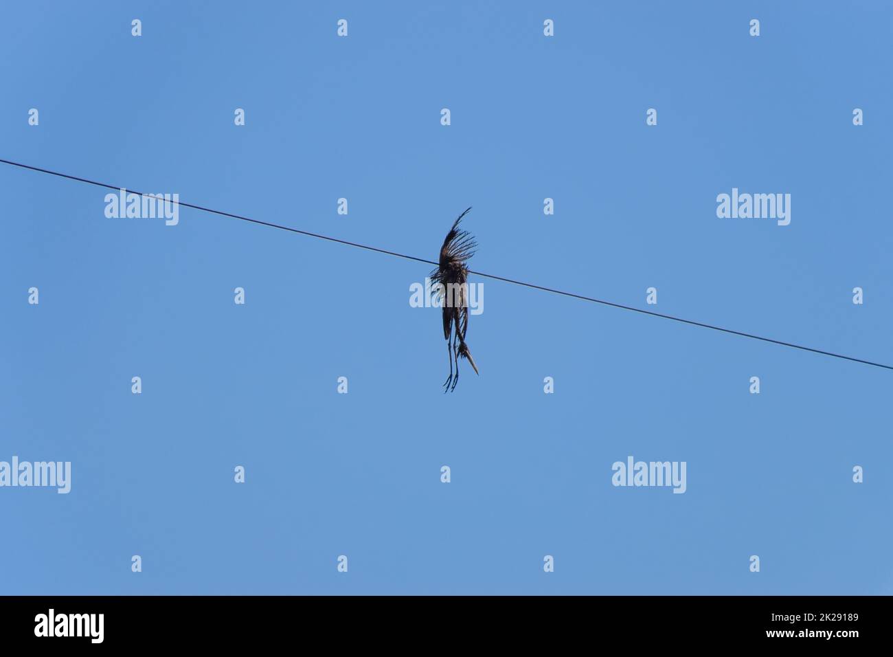 Dead bird on the wire. An electric bird killed by an electric current. Stock Photo