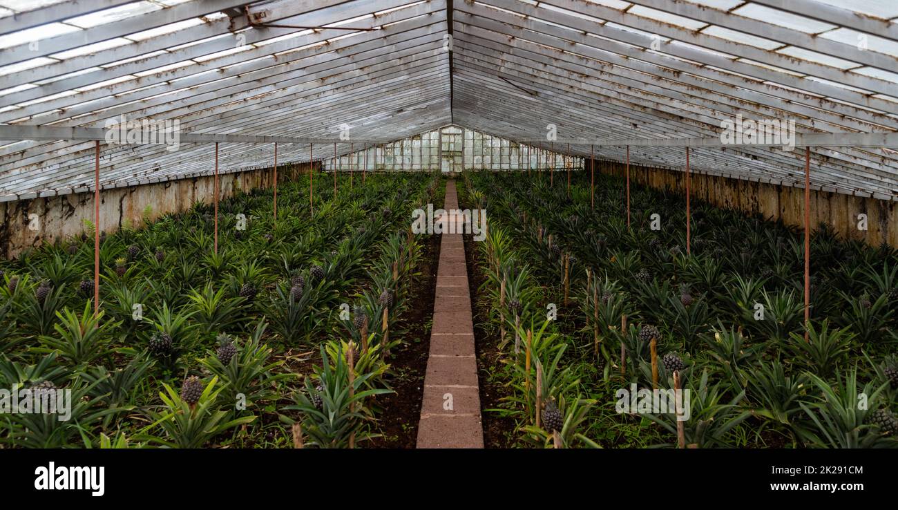Pineapple Plantation III Stock Photo - Alamy