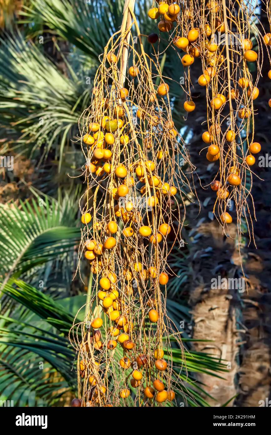Palm fruit Stock Photo
