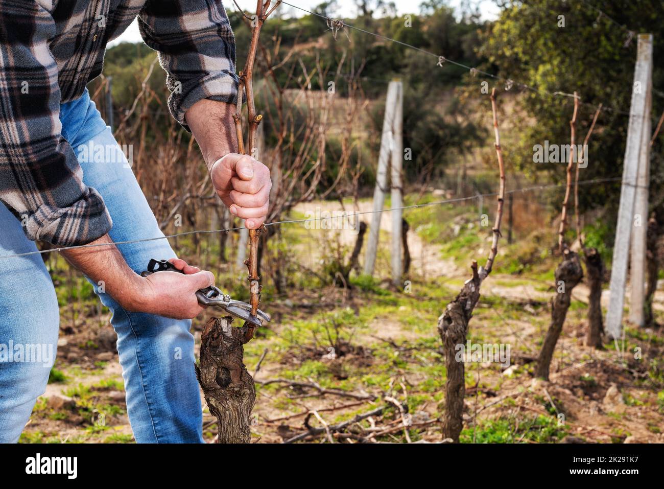Farmer pruning the vine in winter. Agriculture Stock Photo Alamy