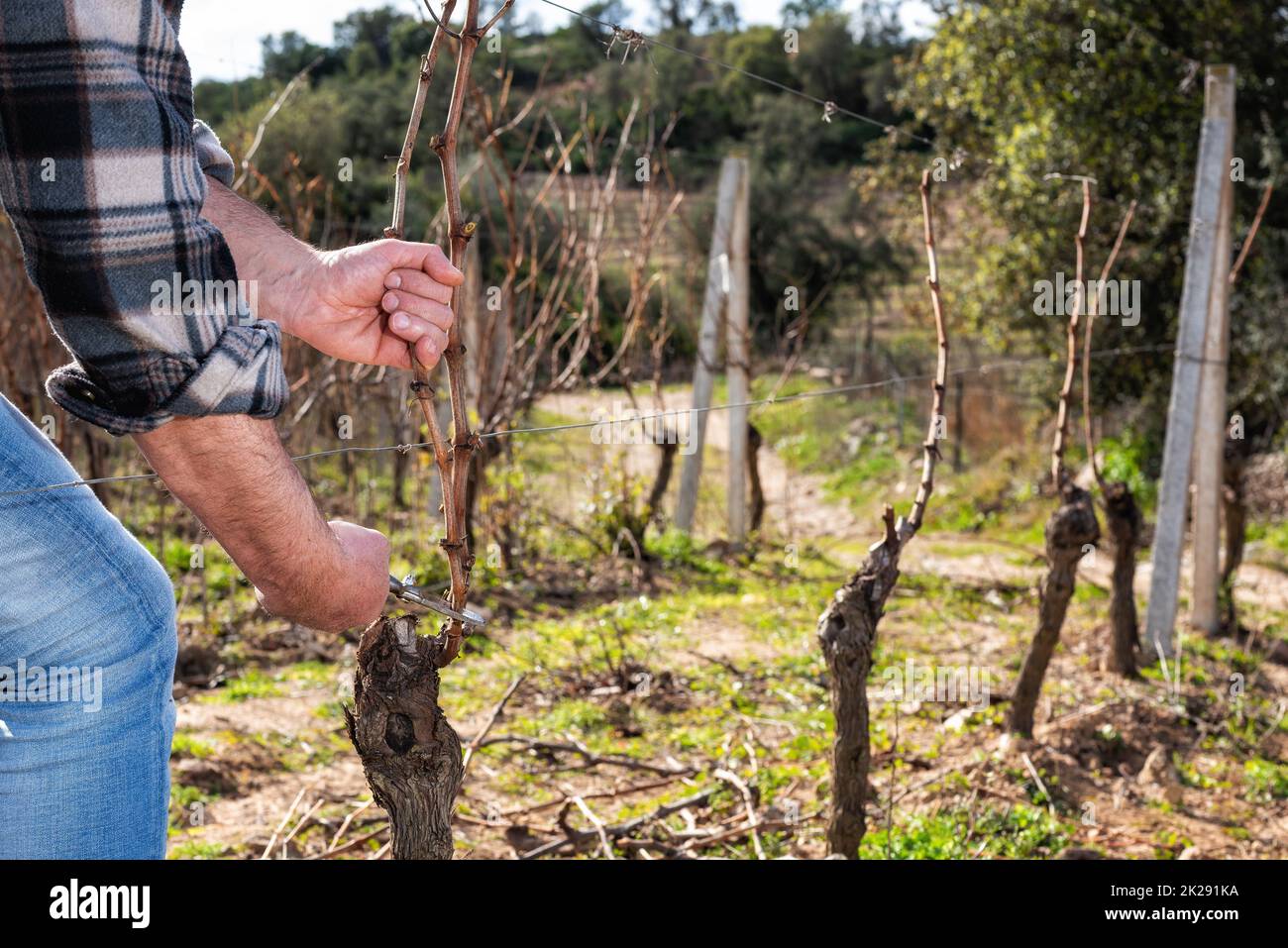 Farmer pruning the vine in winter. Agriculture Stock Photo Alamy
