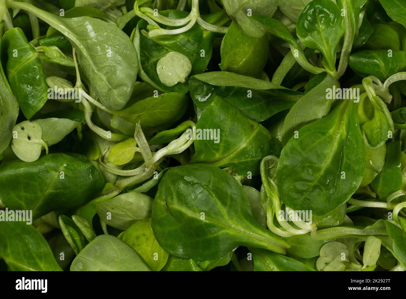 Corn Salad, Mache, Lambs Lettuce Stock Image - Image of agriculture,  natural: 38354893