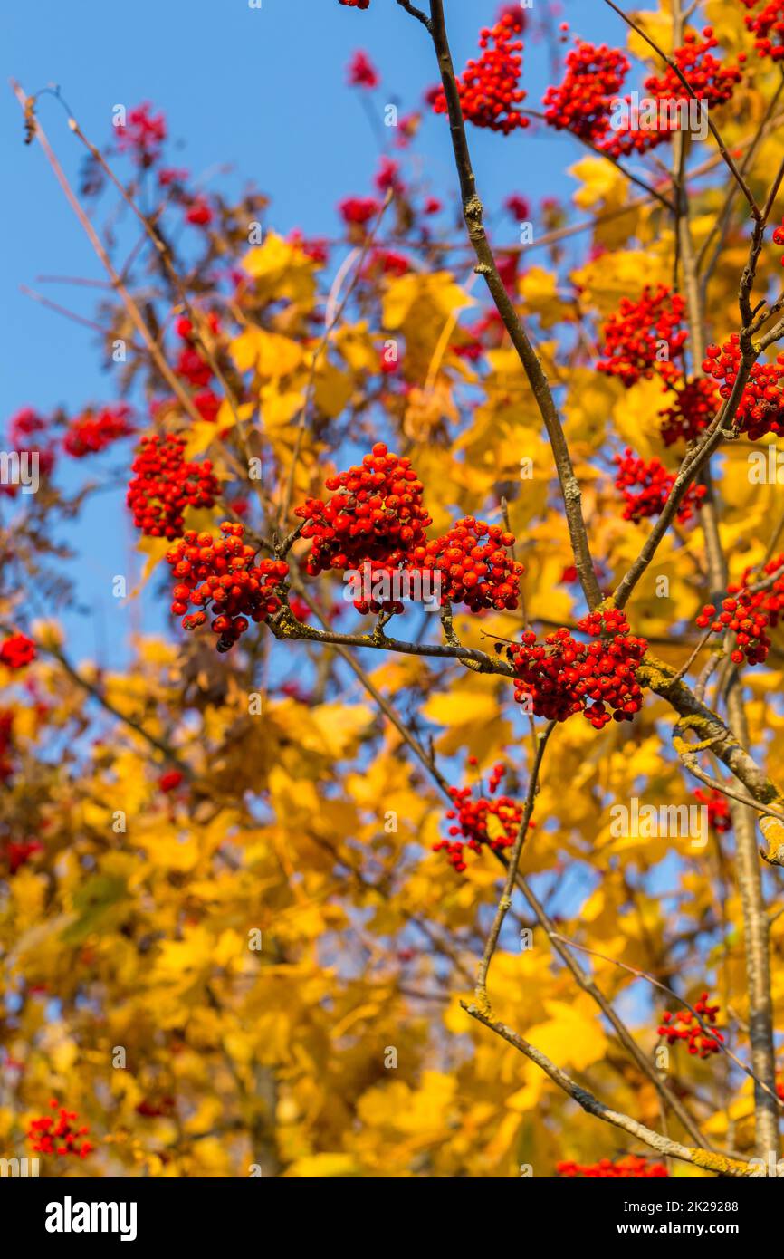 Rowan tree in autumn Stock Photo