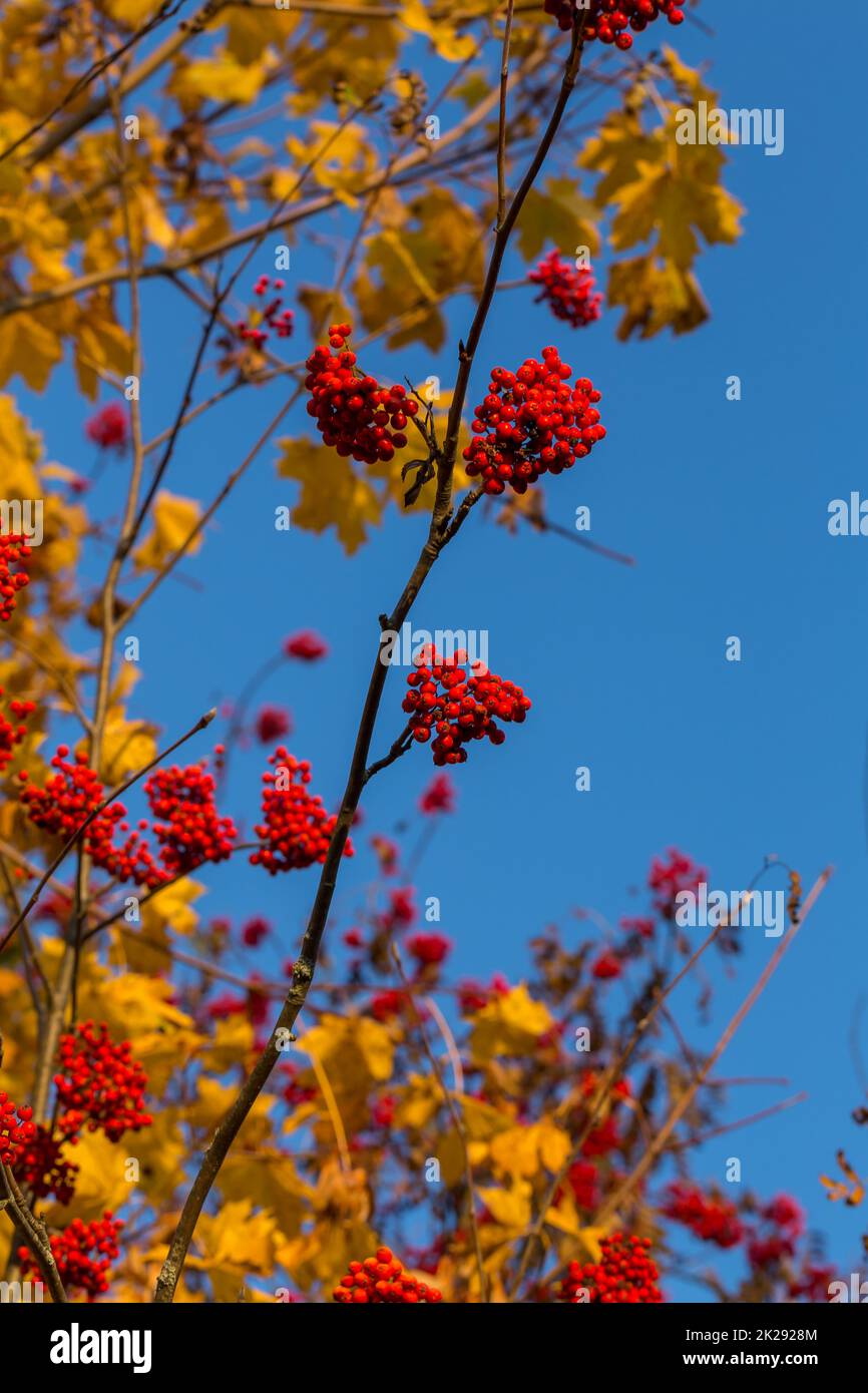 Rowan tree in autumn Stock Photo