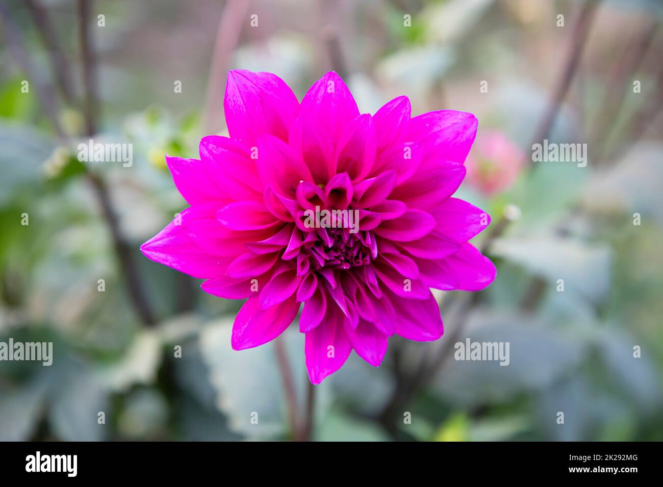 Beautiful Pink Blooming Dahlia Flower in the Garden Tree. Stock Photo