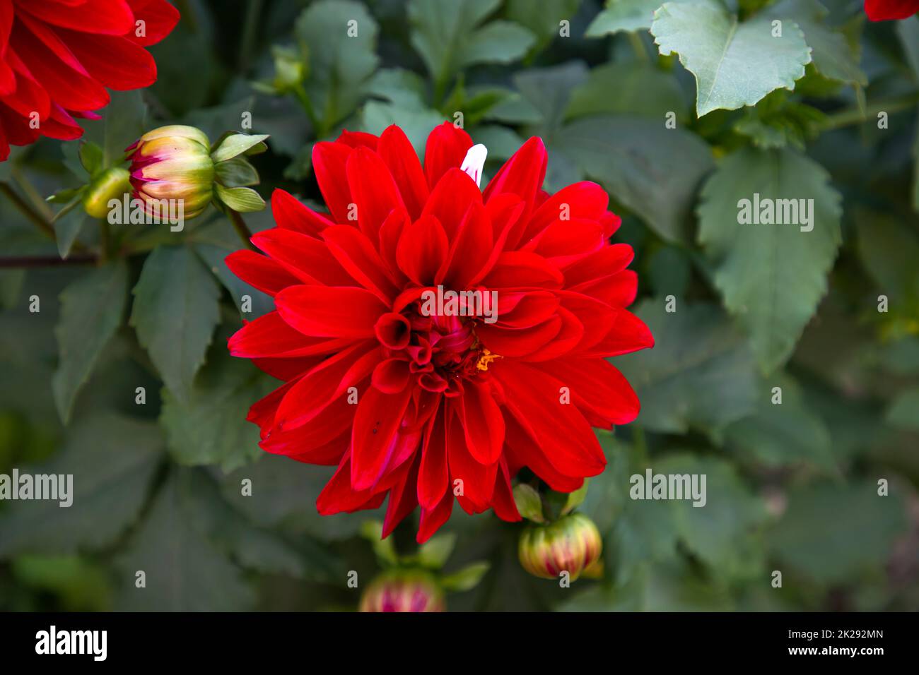 Red Blooming Dahlia Flower in the Garden Tree. Stock Photo