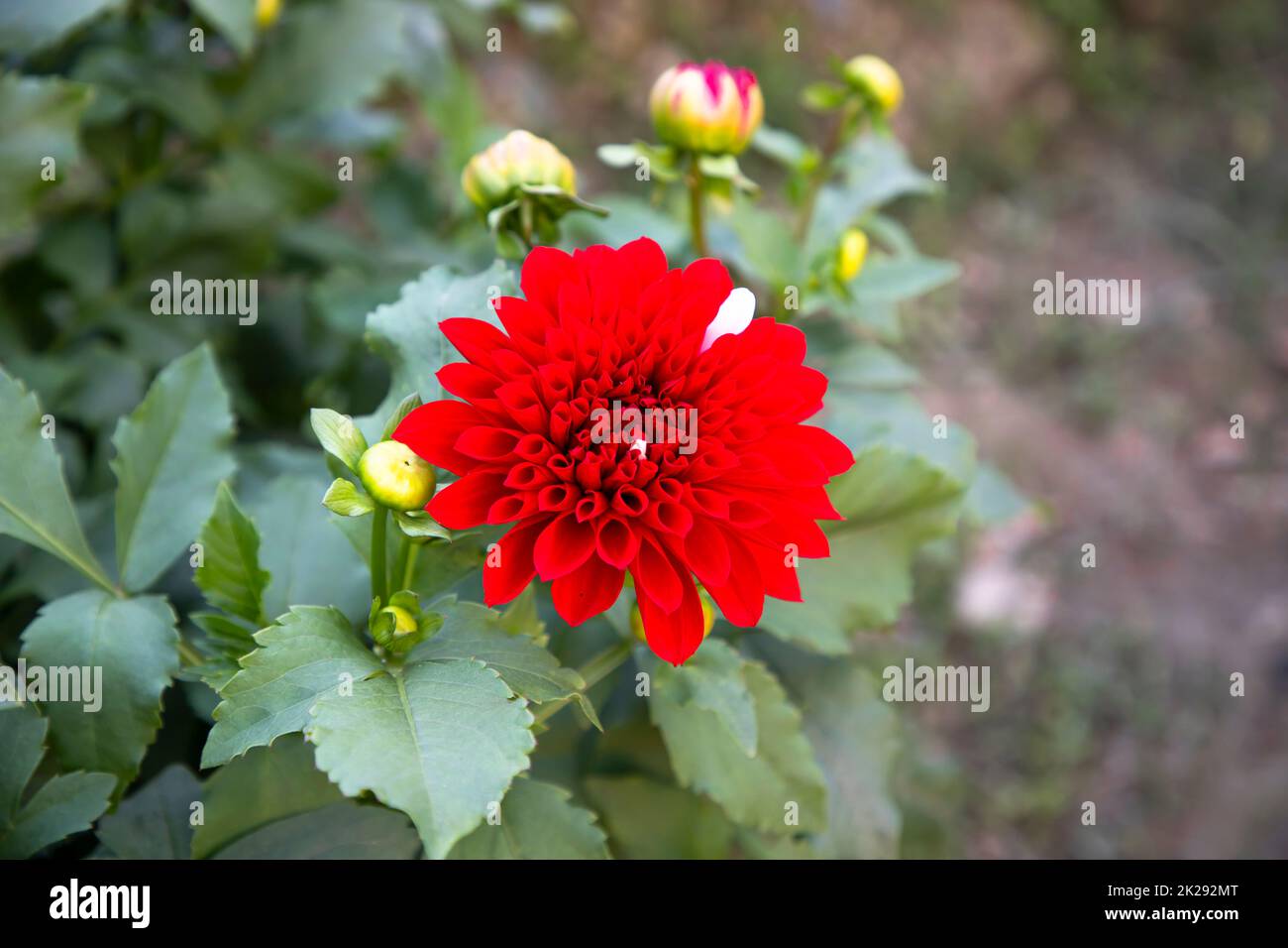 Red Blooming Dahlia Flower in the Garden Tree. Stock Photo