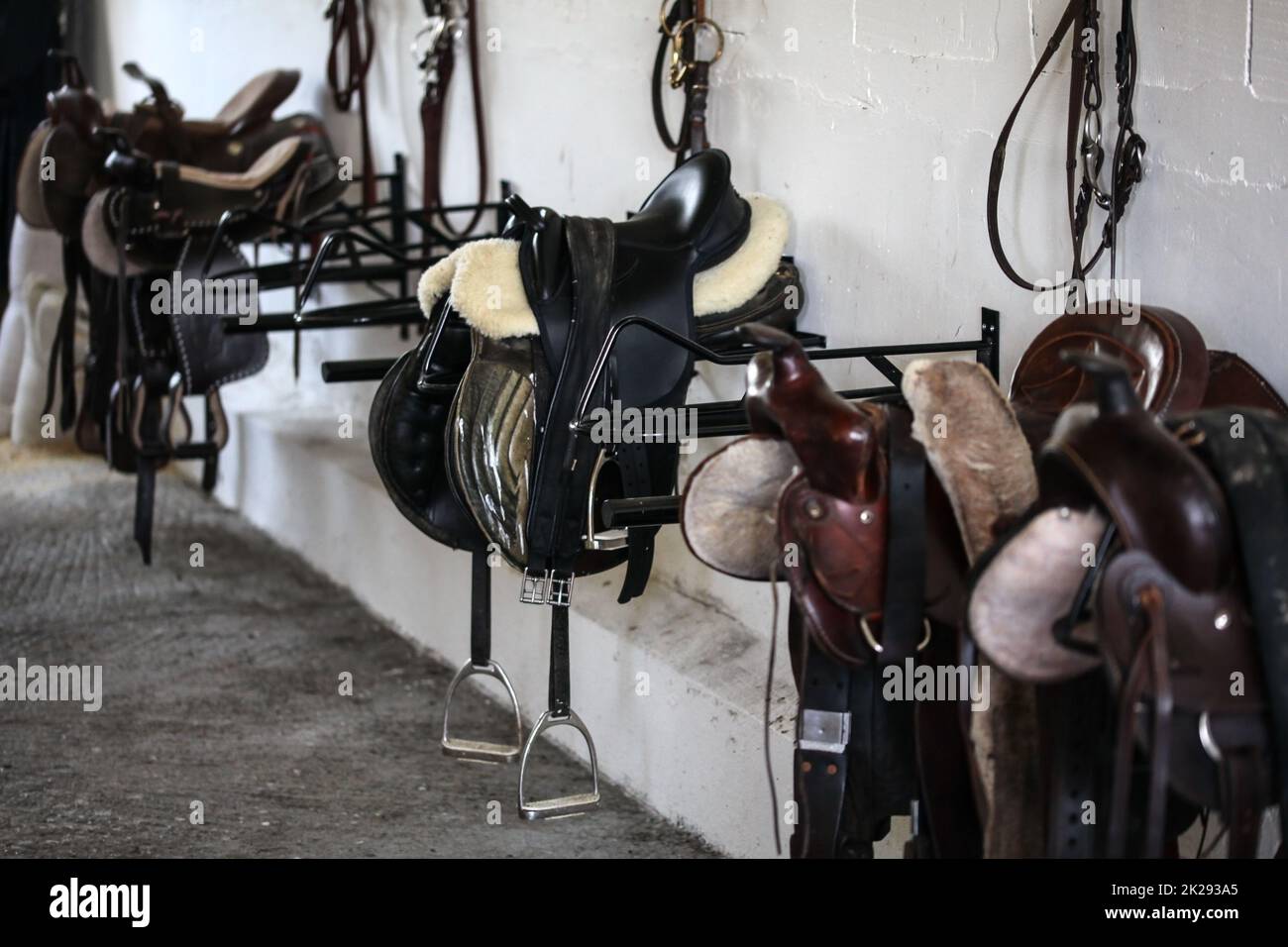 Leather horse saddles and equipment resting on hangers in tack room Stock Photo
