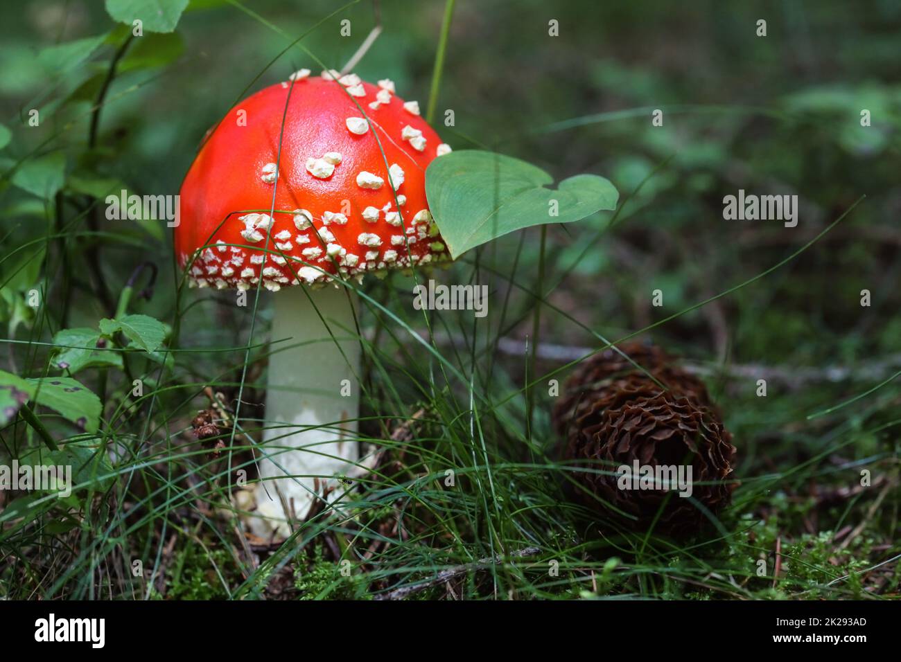 Small red Amanita muscaria mushroom in the moss and grass, pine cone next to it. Stock Photo