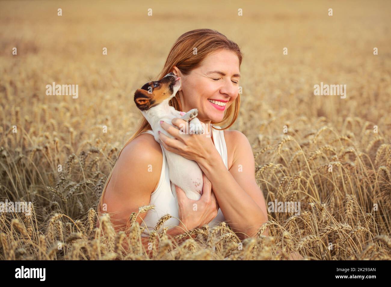 Young woman in wheat field holding Jack Russell terrier puppy, that is licking her ear. Stock Photo