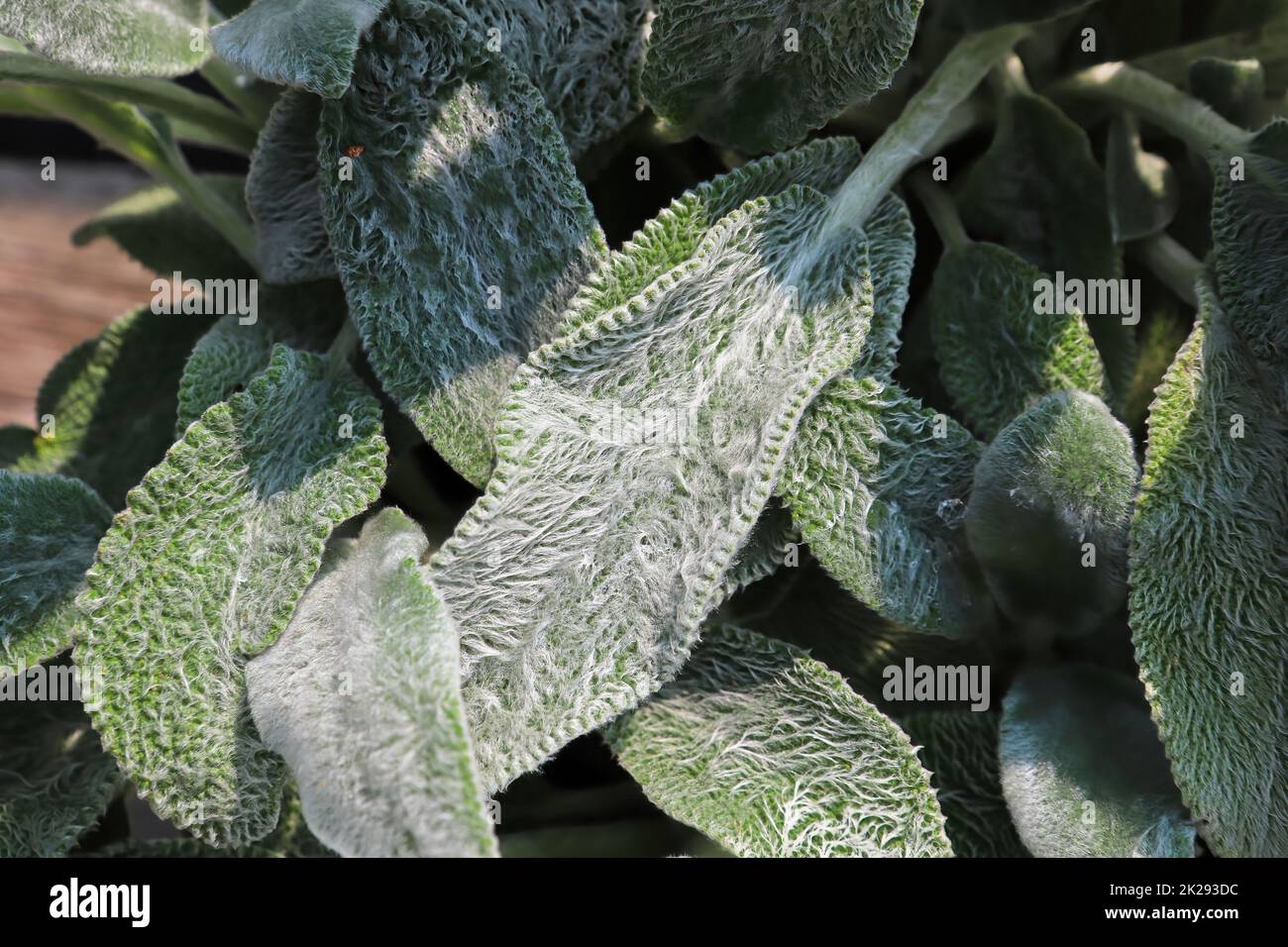 Closeup of the fuzzy leaves on a lambear plant Stock Photo