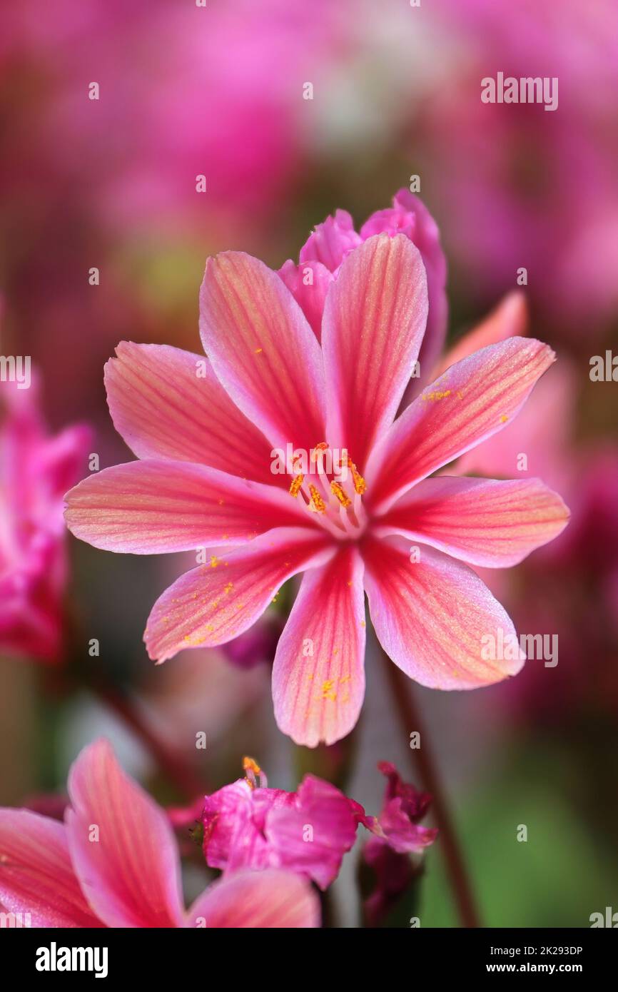 Macro view of the delicate petals on a lewisia plant Stock Photo
