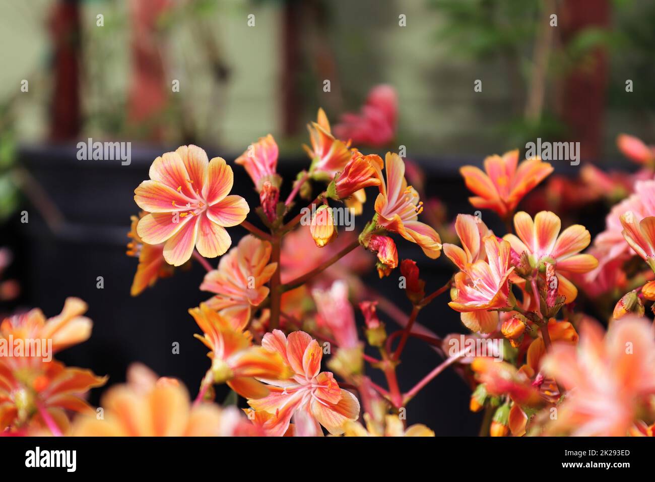 Closeup view of the delicate petals on a lewisia plant Stock Photo