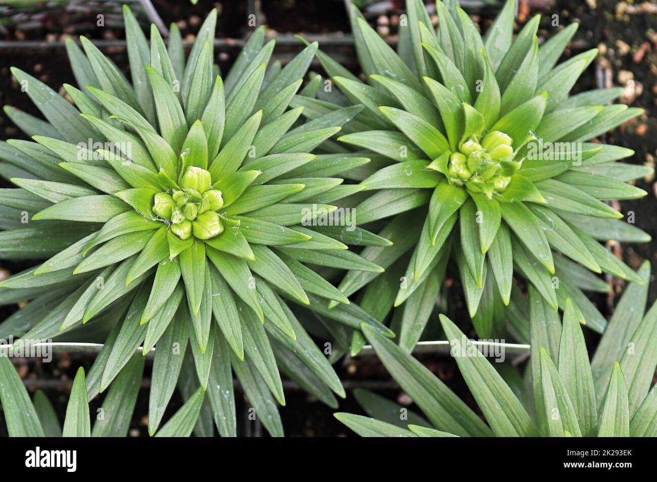 The green spiky foliage on lily plants Stock Photo