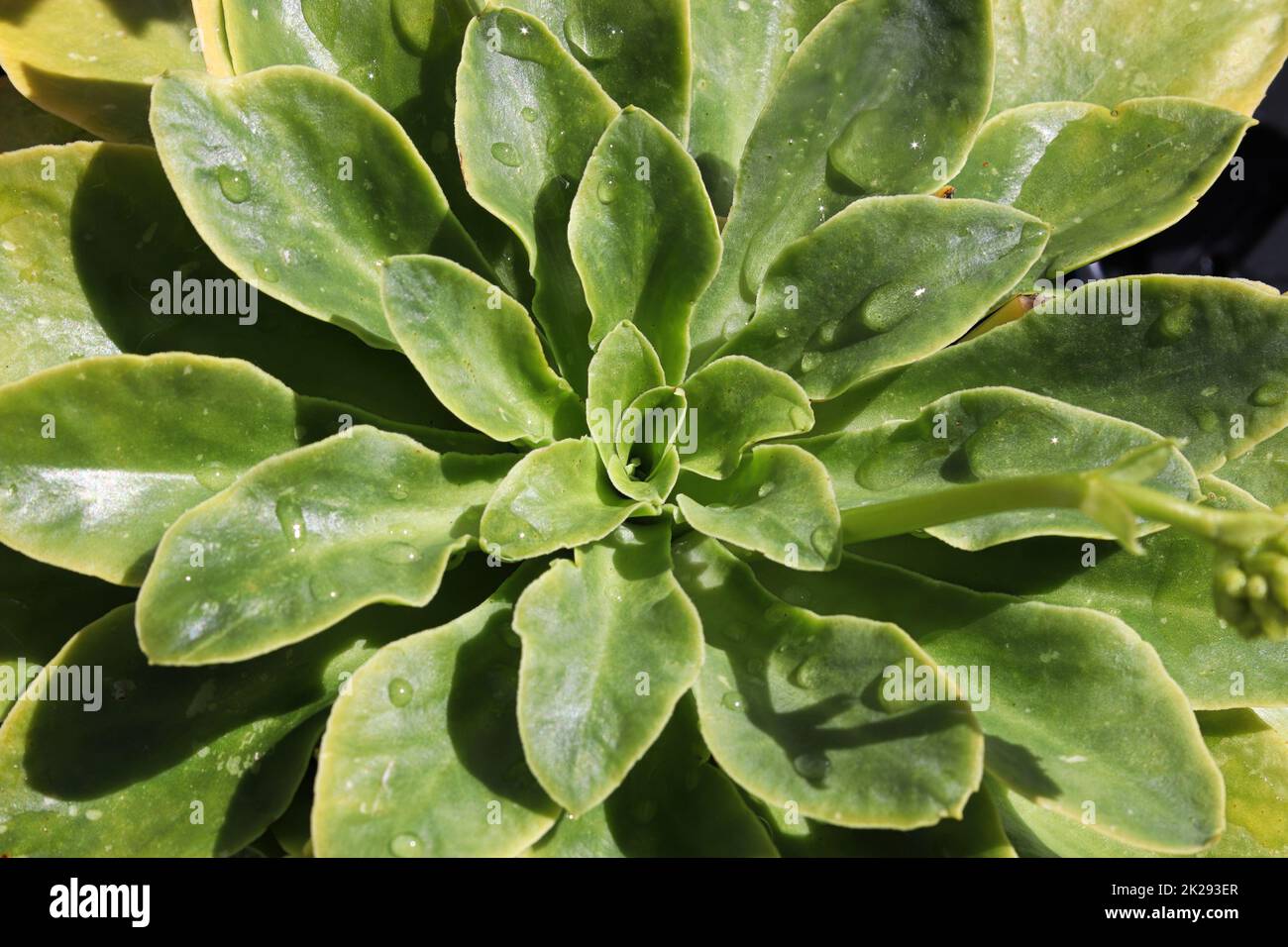 Closeup view of the delicate leaves on a lewisia plant Stock Photo