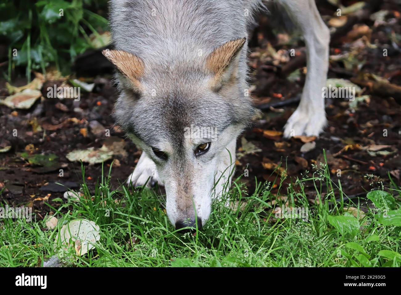 A wolf sniffs the ground during summer Stock Photo