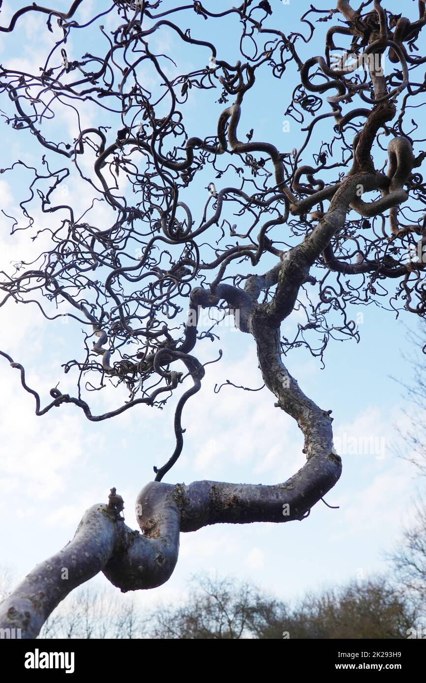 bizarre Ã„ste der Korkenzieher-Hasel (Corylus avellana 'Contorta') Stock Photo