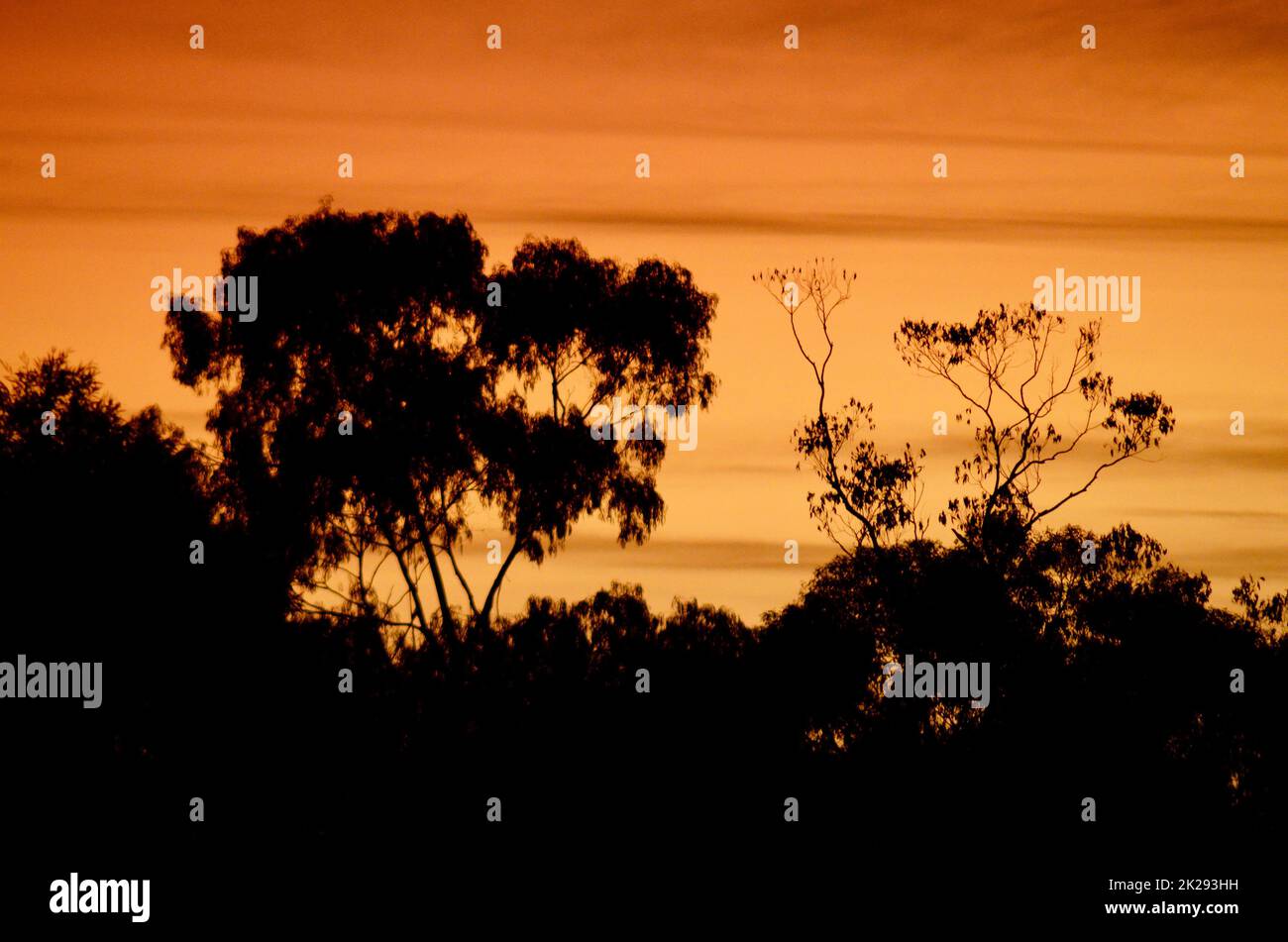 Trees in the Blue Mountains of Australia silhouetted by an orange sunrise Stock Photo
