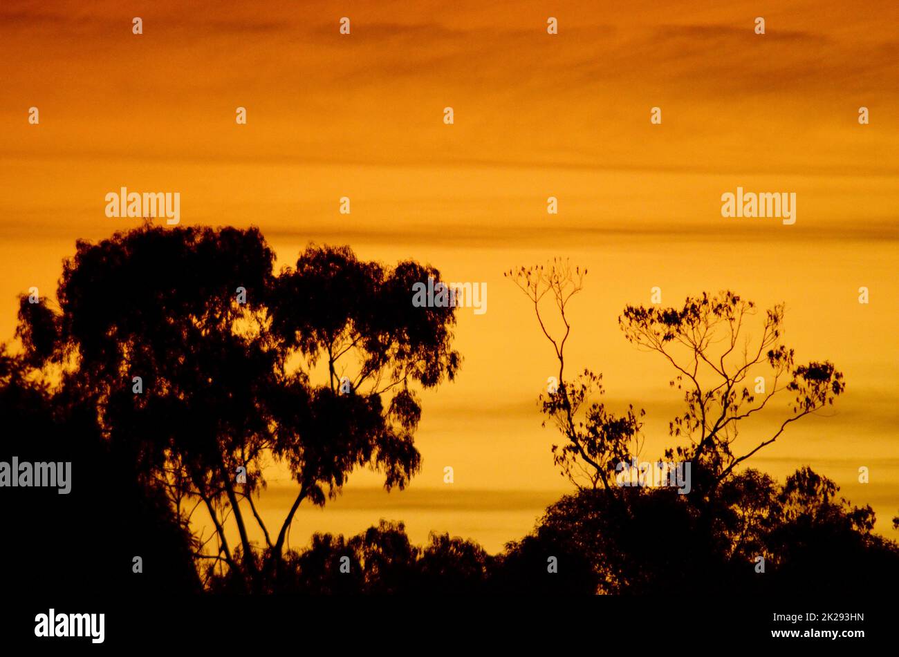 Trees in the Blue Mountains of Australia silhouetted by an orange sunrise Stock Photo