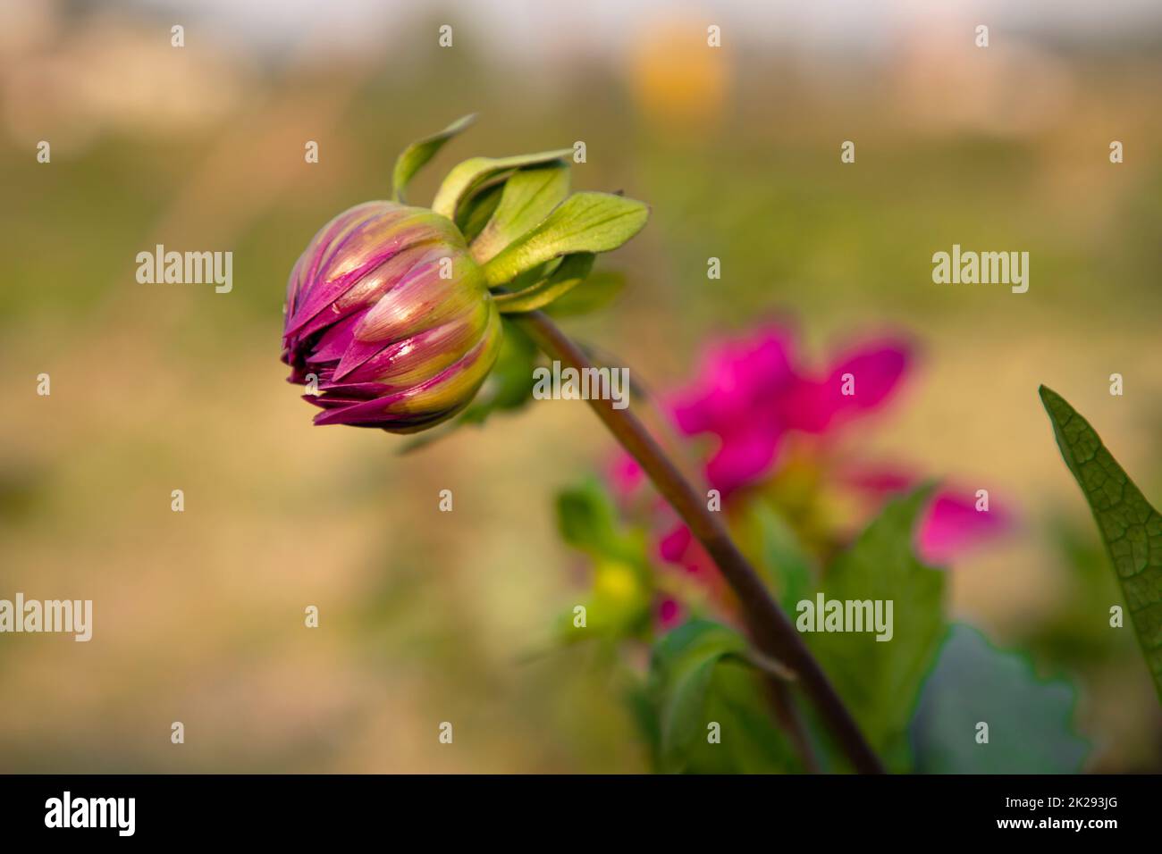 Beautiful Dahlia Flower Bud With Blurry Background Picture And HD