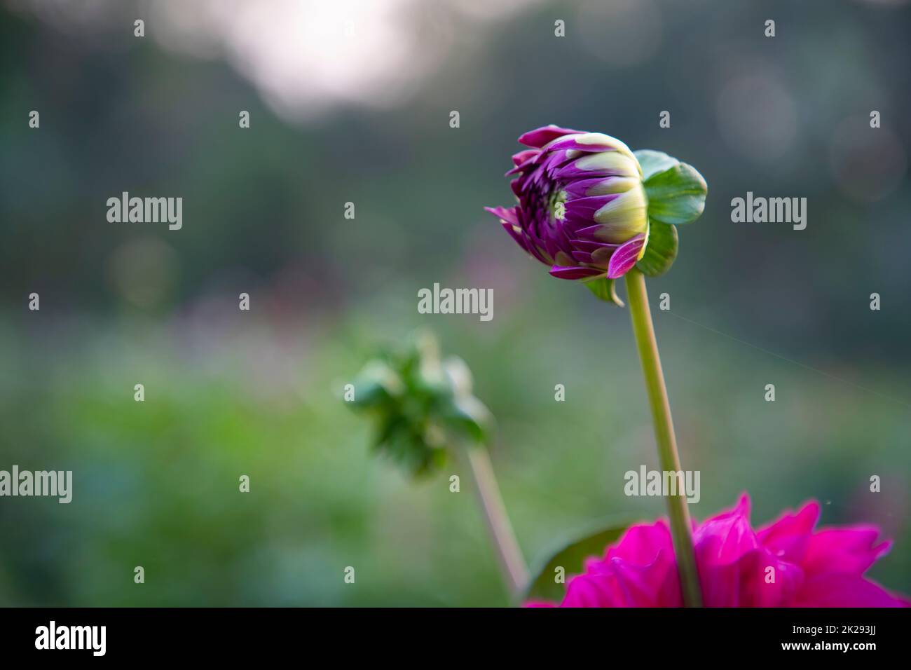 Beautiful Dahlia Flower Bud With Blurry Background Picture And HD