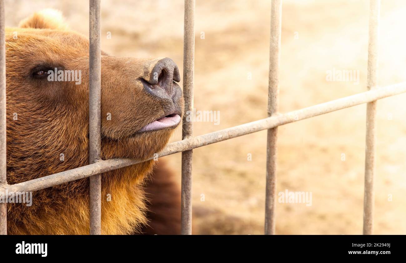 brown bear in a cage in warm directional light. Selective focus. Kamchatka Peninsula Stock Photo