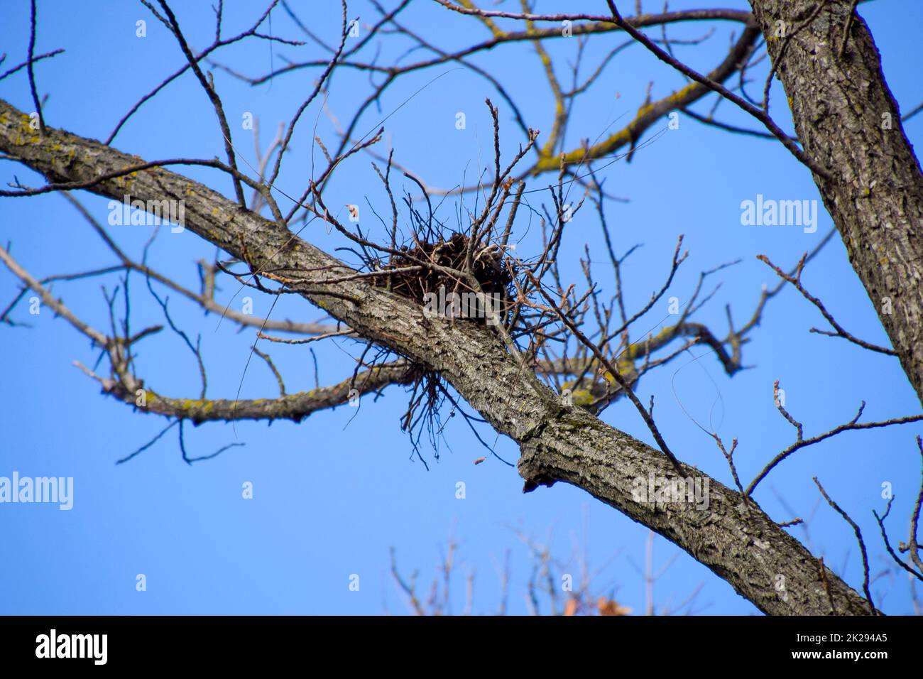 Nests of crows on high branches of trees. Late fall. Nests of birds