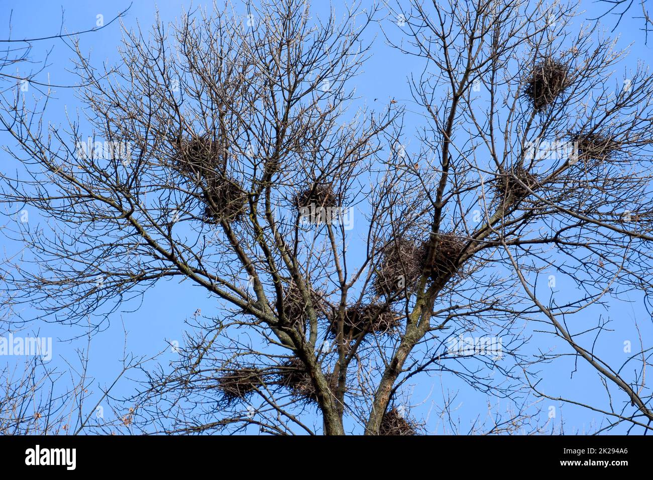 Nests of crows on high branches of trees. Late fall. Nests of birds