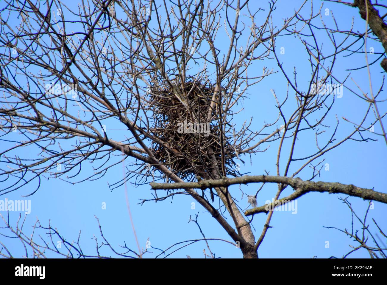 Nests of crows on high branches of trees. Late fall. Nests of birds