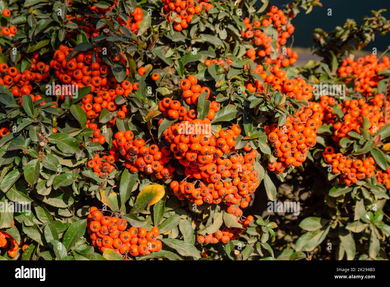 Orange autumn berries of Pyracantha with green leaves on a bush. Brush
