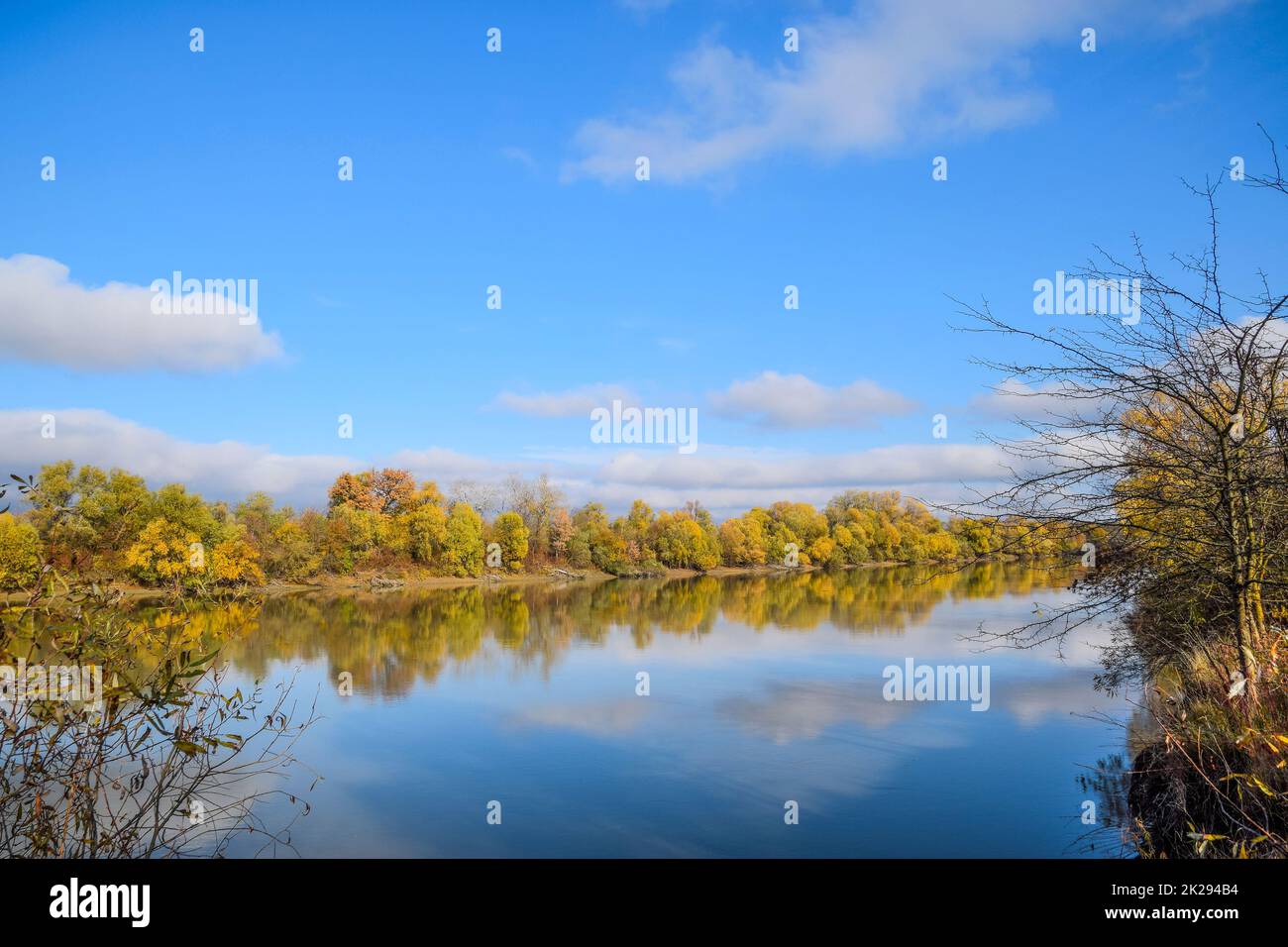 Autumn landscape. River and river bank with yellow trees. Willow and poplar on the river bank. Stock Photo