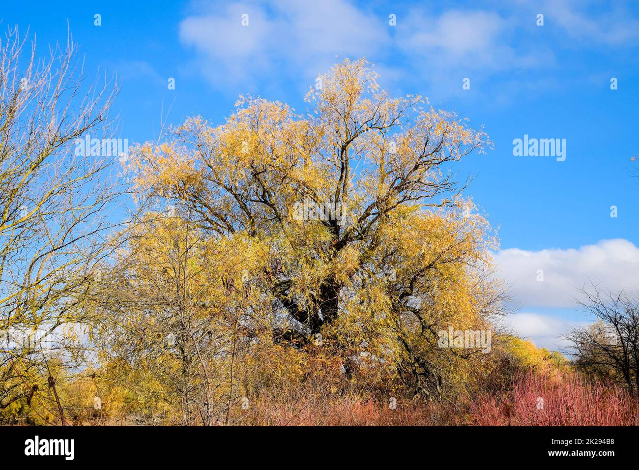 Willow leaves with hi-res stock photography and images - Alamy