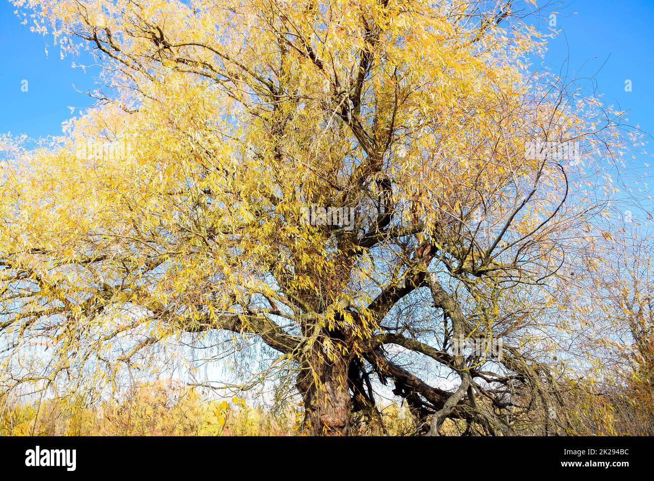 Yellow willow leaves. Willow tree in autumn Stock Photo Alamy