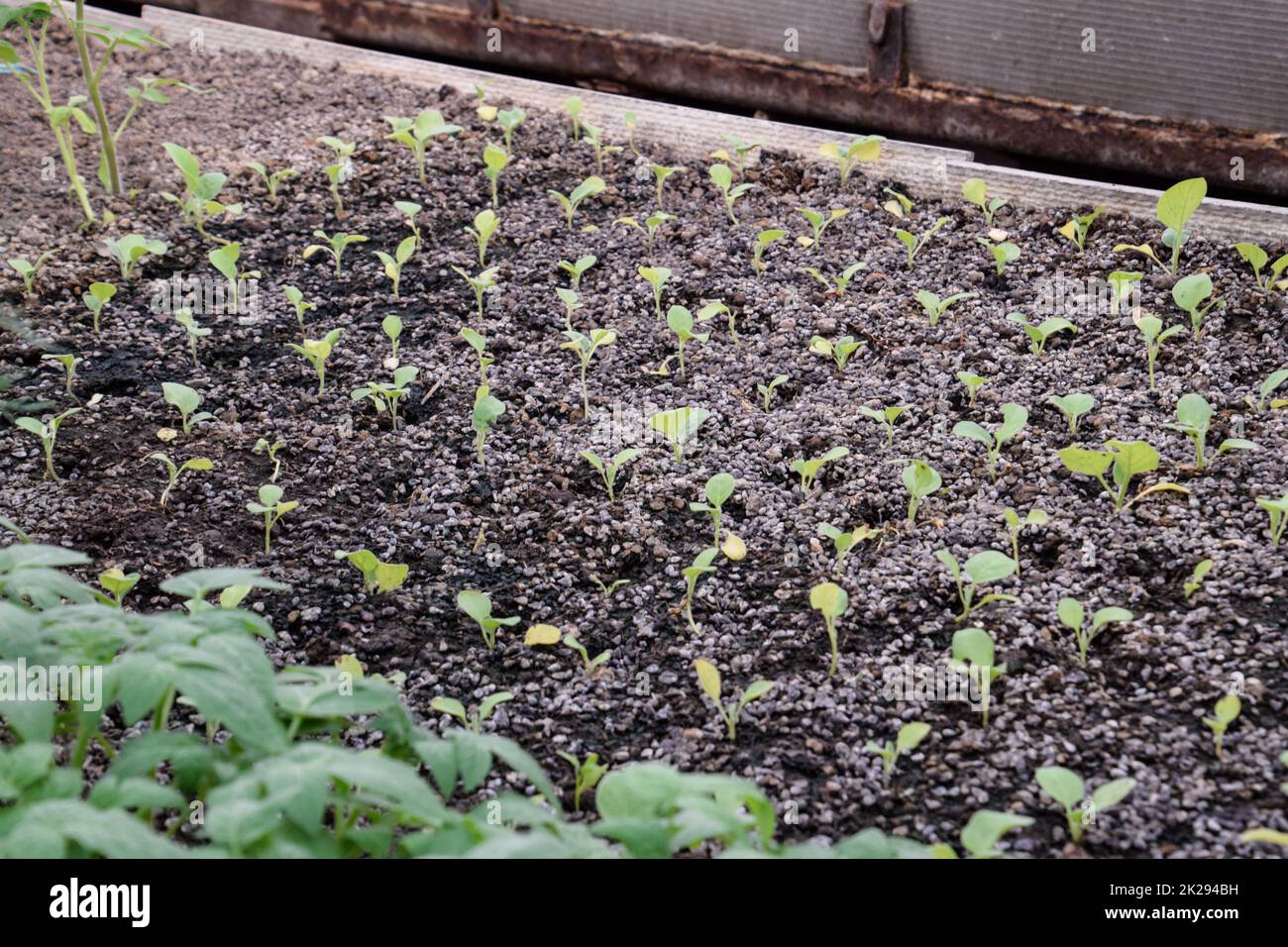 Seedlings eggplant in the greenhouse. Growing eggplant of vegetables in greenhouse Stock Photo