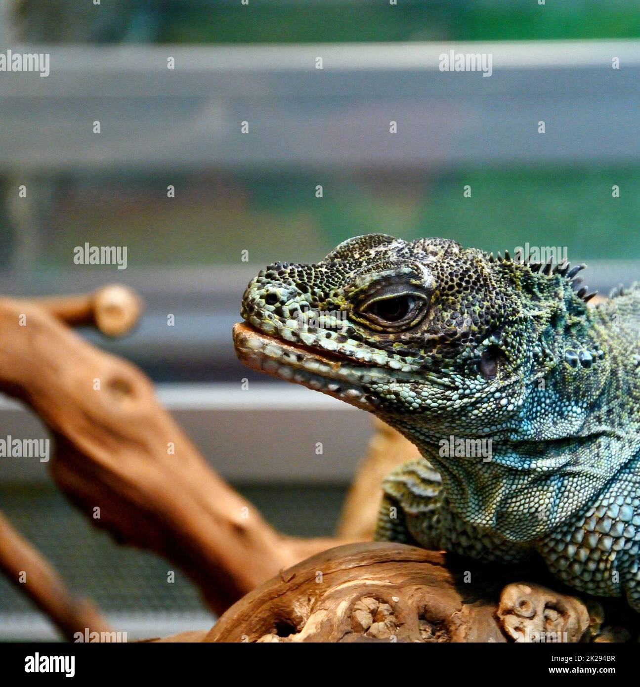 The sailing lizard (Latin. Hydrosaurus) in a terrarium is a genus of lizards from the Agamaceae