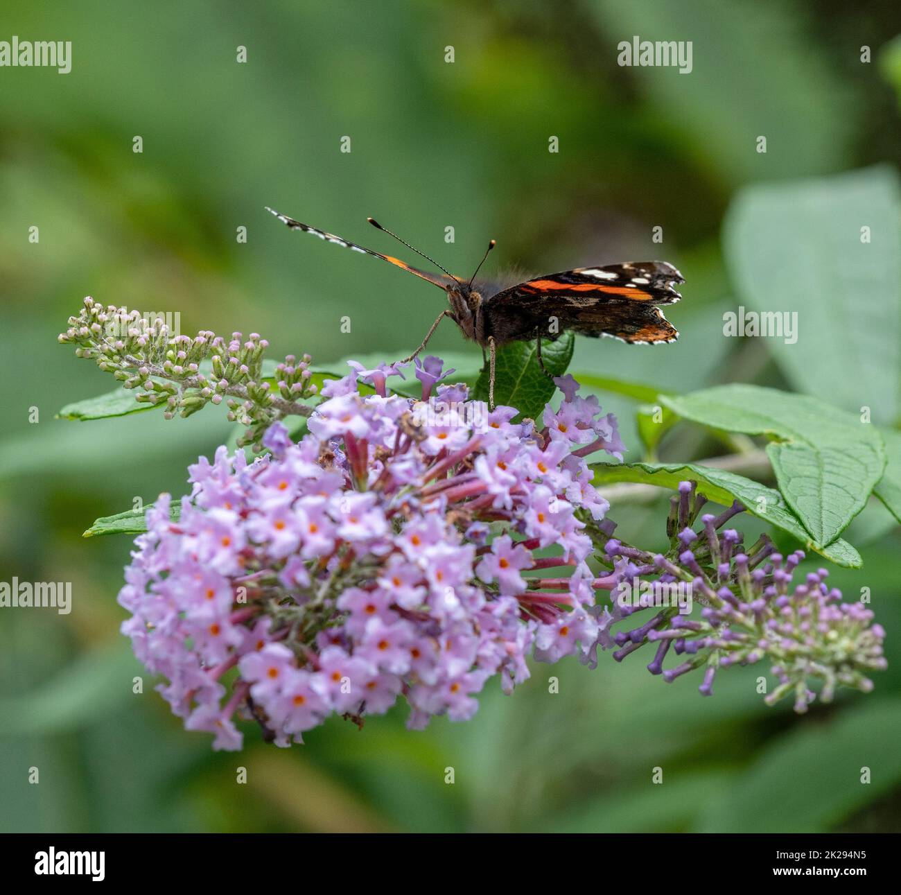 Red Admiral butterfly nectaring on Buddleia flowers Stock Photo Alamy
