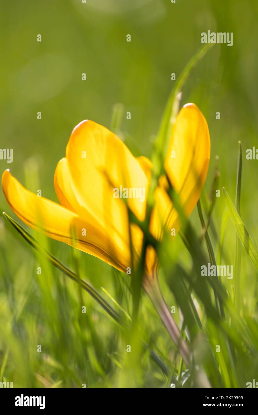 Filigree yellow crocus flower blossoms in green grass are pollinated by