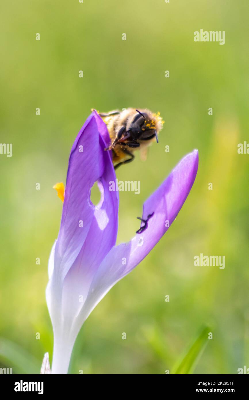 Filigree pink crocus flower blossoms in green grass are pollinated by